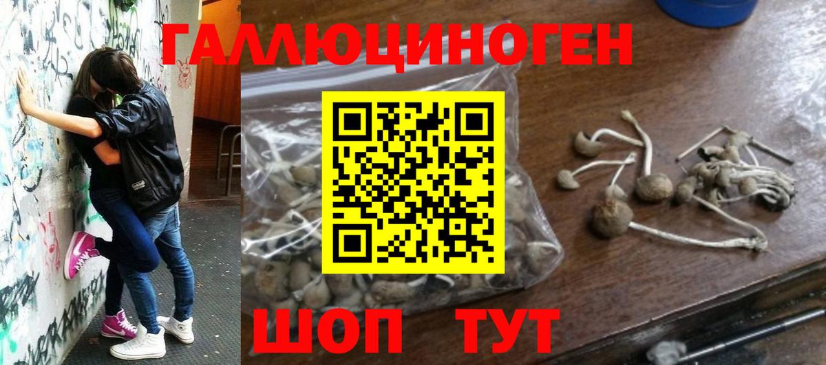 Псилоцибиновые грибы GOLDEN TEACHER Касимов